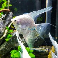 Platinum Angel Fish 3.5cm