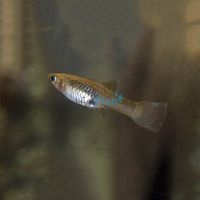Assorted Female Endlers Guppy 3cm