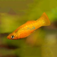 Orange Saffron Molly 5cm 