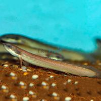 Senegal Bichir 8cm