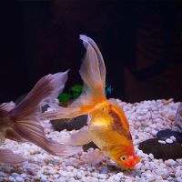 Pom Pom Goldfish 5cm