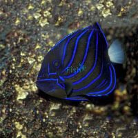 Blue Ring Angelfish - Medium Adult