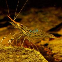 Freshwater Prawn Long Claw 15cm 