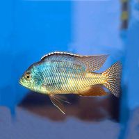 Red Empress 4cm