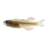 Red Neon Blue Eye 2cm - N.G