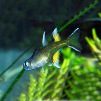 Pacific Blue Eye Daintree 4cm