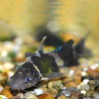 Bumble Bee Catfish 6cm 