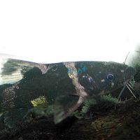 Bumble Bee Catfish 9cm