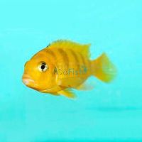 Metriaclima Lombardoi 5cm