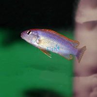 Pseudotropheus Perspicax 4cm