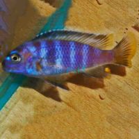 Pseudotropheus Saulosi 5cm