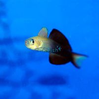 Black Scissortail Dartfish Goby - Medium