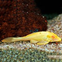 Albino Sailfin Plecostomus 4cm