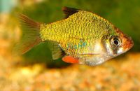 Platinum Moss Green Tiger Barb 5cm