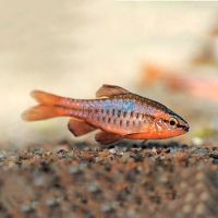 Cherry Barb 3cm 