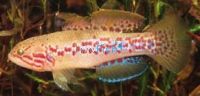 Purple Spotted Gudgeon Clohesy River 3.5cm
