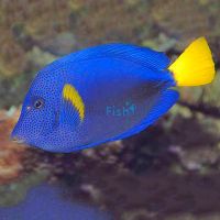 Tang Purple - Small (4-6cm)