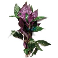 Purple Temple Bunch