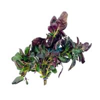 Purple Waffle - Bunch