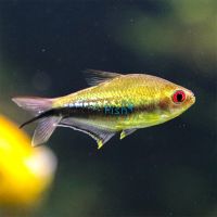 Rainbow Emperor Tetra - Wild Caught 3cm