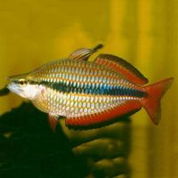 Goyder River Rainbow 4cm