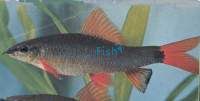 Rainbow Shark 12cm