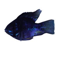 Ramirezi Black Balloon 3cm