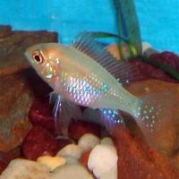 Ramirezi Golden 4cm