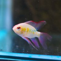 Ramirezi Golden Longfin 5cm