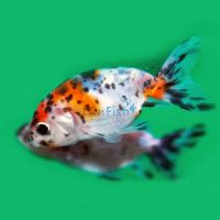 Ranchu Calico 7cm