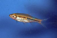 Red Tail Rasbora 2cm
