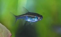 Red Line Rasbora 3cm