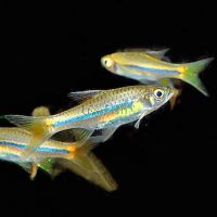 Sarawak Rasbora 4cm