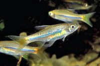 Sarawak Rasbora 3.5cm