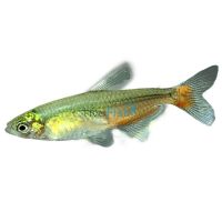 Rathbuni Bloodfin Tetra 3cm