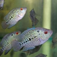 Flowerhorn (Blue Pearl) 5cm