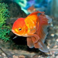 Oranda Red 7cm