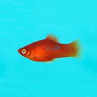 Red Platy 4cm