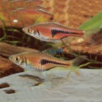 Red Rasbora Hengeli 1cm