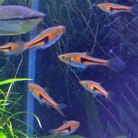 Red Rasbora Hengeli 3cm
