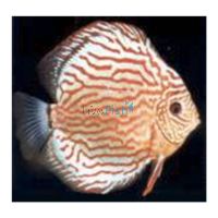 Red Turquoise Discus 12cm