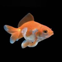 Red & White Fantail 5cm