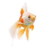 Ryukin Red & White 12cm