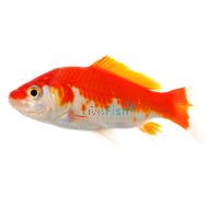 Comet Red & White 12cm