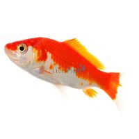 Comet Red & White 15cm