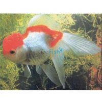 Oranda Red & White 5cm