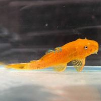 Red Bristlenose Catfish 3cm