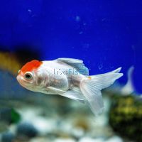 Red Cap Oranda 5cm