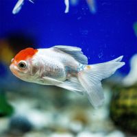 Red Cap Oranda 7cm