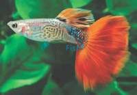Male Red Cobra Guppy 3.5cm